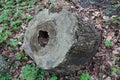 rotten stump in the woods Royalty Free Stock Photo