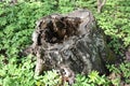 Rotten stump in the woods Royalty Free Stock Photo