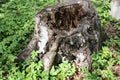 Rotten stump in the woods Royalty Free Stock Photo