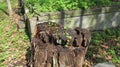 Rotten stump in the woods Royalty Free Stock Photo