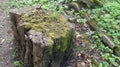 Old rotten stump in the woods Royalty Free Stock Photo