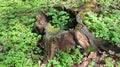 rotten stump in the woods Royalty Free Stock Photo