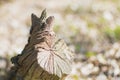 An old rotten stump in the woods Royalty Free Stock Photo