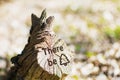 An old rotten stump in the woods Royalty Free Stock Photo