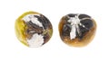 Old rotten tomato with mold on a white background. Royalty Free Stock Photo