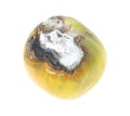 Old rotten tomato with mold on a white background. Royalty Free Stock Photo