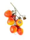Old rotten tomato with mold on a white background. Royalty Free Stock Photo