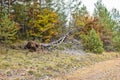 An old rotten tree with dry branches lies on the ground covered with dry leaves Royalty Free Stock Photo