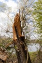 An old and rotten tree after a storm with lightning strike Royalty Free Stock Photo