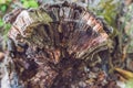 Old rotten tree stump in the autumn forest. Autumn mood. Withering and putrefaction concept Royalty Free Stock Photo