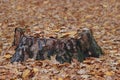 Old rotten tree stump in the autumn forest. Autumn mood. Withering and putrefaction concept Royalty Free Stock Photo