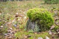 Old rotten tree stump covered with green moss hat Royalty Free Stock Photo