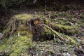 The old rotten tree stump covered with green moss Royalty Free Stock Photo