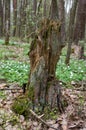 Old rotten tree stump in the forest Royalty Free Stock Photo