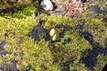 Old rotten tree stump overgrown with green moss, top view Royalty Free Stock Photo