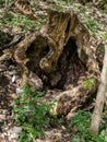 Old rotten tree which looks weird