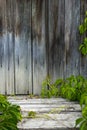 Old and rotten wood board stage, with virginia creeper vines. Royalty Free Stock Photo
