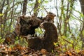 Old rotten wooden stump with the hole inside lies on the ground with dead liefs in the forest.