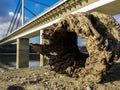 Old rotten wooden stump with hole on the sand beach shore brought by water near the river selective focus low point of view square Royalty Free Stock Photo