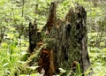 Old rotten wooden stump with moss and mushrooms in the forest.