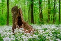 Old rotting tree stump in the middle of a field of wild garlic Royalty Free Stock Photo