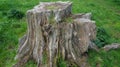 Old rotting tree stump on farm