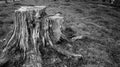 Old rotting tree stump on New Zealand farm Royalty Free Stock Photo