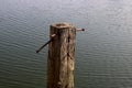 Old Rotting Wooden Post with Old Steel Nails at a Coastal Jetty Royalty Free Stock Photo