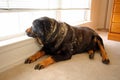 Old rottweiller dog gazes out window