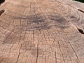 Old rough brown timber surface of a cut tree with darker scorch marks and cracks following the growth rings