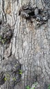 Old rough cracked tree with wooden textured cork