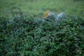 Old, rough stone wall, overgrown and almost hidden by brambles and ferns. Royalty Free Stock Photo