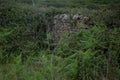 Old, Rough Stone Wall, Overgrown And Almost Hidden By Brambles And Ferns.