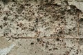 Old rough texture, gray concrete wall with rusty fittings, small expanded clay and holes from fallen stones. Royalty Free Stock Photo