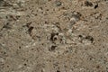 Old rough texture, gray concrete wall with small stones and holes from fallen stones. Royalty Free Stock Photo