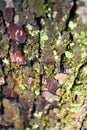 Old rough tree trunk texture with green moss close up detail, natural background Royalty Free Stock Photo