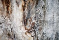 Old rough wood texture. Royalty Free Stock Photo