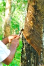 Old rubber tree , rubber and caoutchouc , rubber tapping Royalty Free Stock Photo