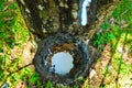 Old rubber tree , rubber and caoutchouc , rubber tapping Royalty Free Stock Photo