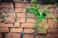 Old ruin brick wall covered with green moss and small grass. Old khmer sanctuary brick wall overgrown with green moss. Royalty Free Stock Photo