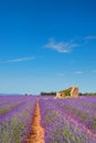 Old ruin in Lavender fields Royalty Free Stock Photo
