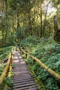 Old and Ruin wood walk path covered with moss and fern in green tropical forest