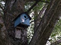 Old ruined blue wooden bird feeder on a tree Royalty Free Stock Photo