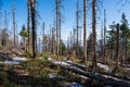 Old ruined forest on mountain top, Czech and slovakia border Velky Polom Royalty Free Stock Photo