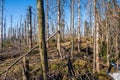 Old ruined forest on mountain top, Czech and slovakia border Velky Polom Royalty Free Stock Photo