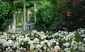 Old ruined gazebo in the thickets of blooming jasmine and fluffy bloom of white roses. . Retro vintage style.