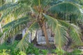 Old ruined house under palm tree in the village at tropical island Royalty Free Stock Photo