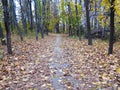 Old ruined road going through the forest