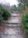 Old ruined road going through the forest