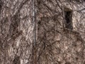 Old house corner covered by dry ivy plant Royalty Free Stock Photo